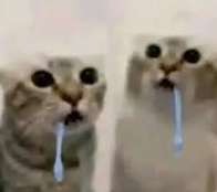 Los gatos especiales